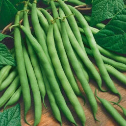 Blue Lake Bush Bean Seeds (Organic) -Brandt Sales 1370 bean blue lake bush web