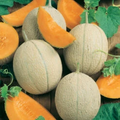 Hearts Of Gold Melon Seeds (Organic) -Brandt Sales 150 melon hearts of gold web