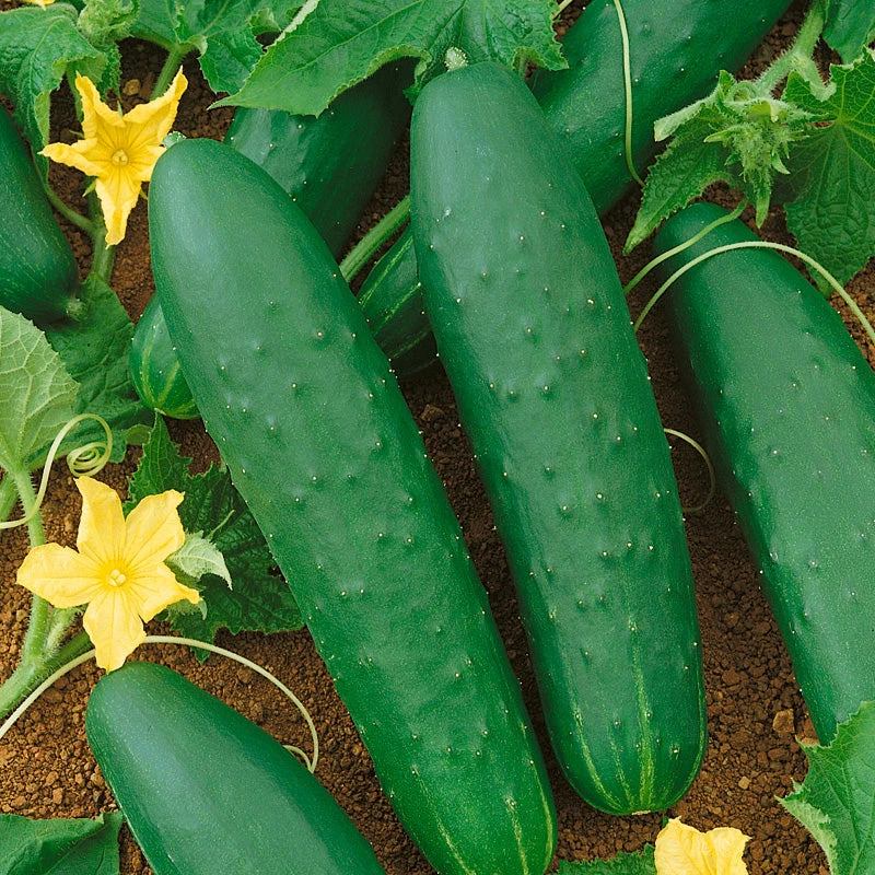 Double Yield Cucumber Seeds (Organic) 4 Double Yield Cucumber Seeds (Organic) - Image 2