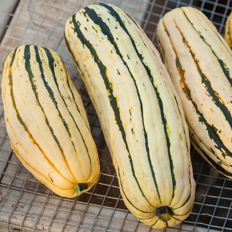 Organic Squash, Winter Delicata (1 Oz) 6 Organic Squash, Winter Delicata (1 Oz) - Image 4