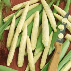 Chinese Baby Corn Seeds (Organic) -Brandt Sales 2134 corn japanese hulless web