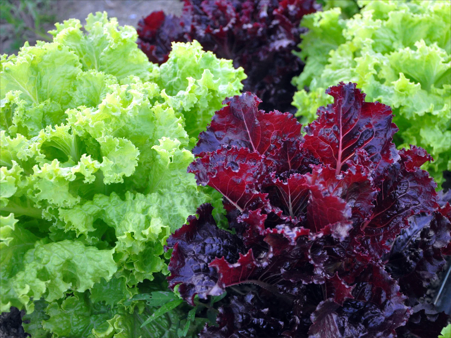 Brandt Sales -Brandt Sales 31