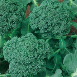 Calabrese Broccoli Seeds (Organic) -Brandt Sales 510 broccoli green sprouting calabrese2 web