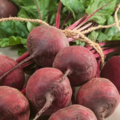 Green Top Bunching Beet Seeds (Organic) -Brandt Sales 534 beet green top bunching web