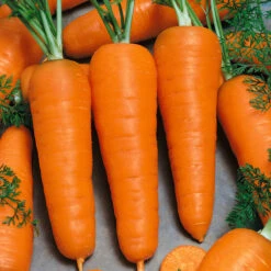 Chantenay Carrot Seeds (Organic) -Brandt Sales 544 carrot chantenay web