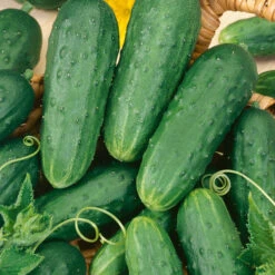 Homemade Pickles Cucumber Seeds (Organic) -Brandt Sales 58 cucumber homemade pickles web