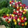 60 Days Of Tulips Bulb Mix (Pack Of 20)