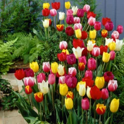 60 Days Of Tulips Bulb Mix (Pack Of 20)