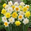 60 Days Of Daffodils Bulb Mix (Pack Of 20) -Brandt Sales 60days of daffodils