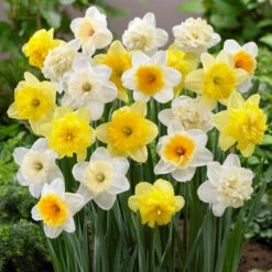 60 Days Of Daffodils Bulb Mix (Pack Of 20)