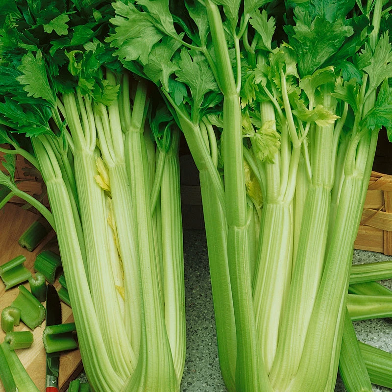 Tall Utah Celery Seeds (Organic) 4 Tall Utah Celery Seeds (Organic) - Image 2