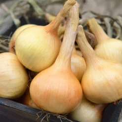 Walla Walla Onion Seeds (Organic) 7 Walla Walla Onion Seeds (Organic) -Brandt Sales 639 onion walla walla web