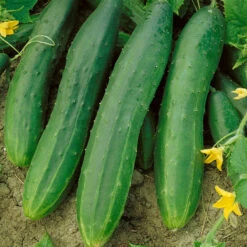 Straight Eight Cucumber Seeds (Organic) -Brandt Sales 63 cucumber straight eight web