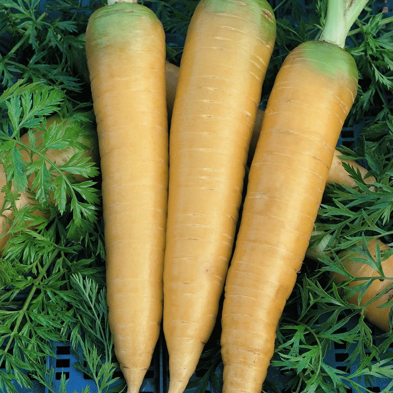 Solar Yellow Carrot Seeds (Organic) 5 Solar Yellow Carrot Seeds (Organic) - Image 3