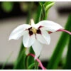 Acidanthera Murielae (Pack Of 20) 2 Acidanthera Murielae (Pack Of 20) -Brandt Sales Acidanthera