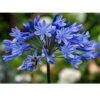 Agapanthus Blue (Pack Of 2) -Brandt Sales Agapanthus Blue