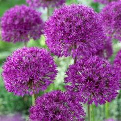 Bee Bulb Collection - Purple (Pack Of 50) -Brandt Sales Allium Purple Sensation