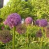 "Purple Sensation" Allium (Pack Of 8) -Brandt Sales Allium aflatunense Purple Sensation