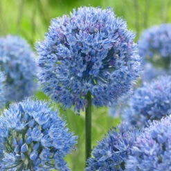 Bee Bulb Collection - Blue (Pack Of 50) -Brandt Sales Allium caeruleum