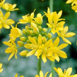 Bee Bulb Collection - Yellow (Pack Of 50) -Brandt Sales Allium moly