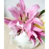 Amaryllis Belladonna (Pack Of 1) -Brandt Sales Amaryllis belladonna