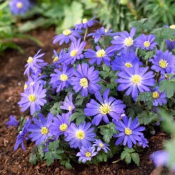Bee Bulb Collection - Blue (Pack Of 50) -Brandt Sales Anemone Blue Shades bee collection