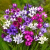 Babiana Stricta Mixture (Pack Of 12) 1 Babiana Stricta Mixture (Pack Of 12) -Brandt Sales Babiana Mixture