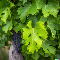 Wine Grape Vine - Cabernet Sauvignon -Brandt Sales Cab1