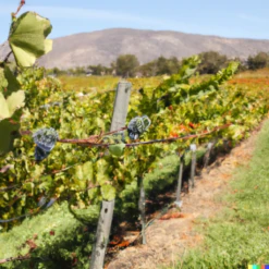 Wine Grape Vine - Cabernet Sauvignon -Brandt Sales Cab2