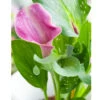 Zantedeschia (Calla Lily) Denver (Pack Of 1) 2 Zantedeschia (Calla Lily) Denver (Pack Of 1) -Brandt Sales Calla Lily Denver