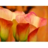 Zantedeschia (Calla Lily) Lady Marmalade (Pack Of 1) -Brandt Sales Calla Lily Lady Marmalade