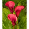Zantedeschia (Calla Lily) Red Alert (Pack Of 1) -Brandt Sales Calla Lily Red Alert