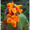 Canna Wyoming (Pack Of 2) -Brandt Sales Canna Wyoming