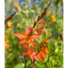 Crocosmia Crocosmiiflora Emily McKenzie (Pack Of 5) -Brandt Sales Crocosmia Emily McKenzie