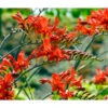 Crocosmia Crocosmiiflora Lucifer (Pack Of 5) -Brandt Sales Crocosmia Lucifer