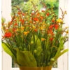 Crocosmia Crocosmiiflora Mixture (Pack Of 8) -Brandt Sales Crocosmia Mixture