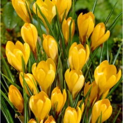 Bee Bulb Collection - Yellow (Pack Of 50) -Brandt Sales Crocus Golden Yellow