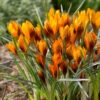 "Orange Monarch" Crocus Bulbs (Pack Of 10) -Brandt Sales Crocus Snow Orange Monarch