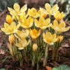 "Romance" Snow Crocus Bulbs (Pack Of 20) 1 "Romance" Snow Crocus Bulbs (Pack Of 20) -Brandt Sales Crocus Snow Romance