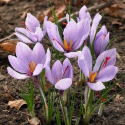 Saffron Crocus Bulbs (Pack Of 10)