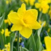 "Dutch Master" Daffodil Bulbs (Pack Of 15) -Brandt Sales Daffodil Dutch Master