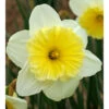 "Ice Follies" Large Cup Daffodil Bulbs (Pack Of 15) 1 "Ice Follies" Large Cup Daffodil Bulbs (Pack Of 15) -Brandt Sales Daffodil Ice Follies 2