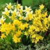 Miniature Daffodil Bulb Blend (Pack Of 20) -Brandt Sales Daffodil Miniature Blend