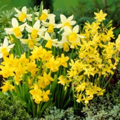 Miniature Daffodil Bulb Blend (Pack Of 20)