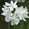 "Ziva" Paperwhite Daffodil Bulbs (Pack Of 4) -Brandt Sales Daffodil Paperwihte Ziva Tazetta