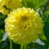 Dahlia Decorative American Sun (Pack Of 2) -Brandt Sales Dahlia American Sun