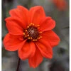Dahlia Peony Flowering Bishop Of Llandaff (Pack Of 2) -Brandt Sales Dahlia Bishop of Llandaff