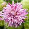 Dahlia Cactus Blackberry Ripple (Pack Of 2) -Brandt Sales Dahlia Blackberry Ripple a