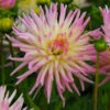 Dahlia Cactus Cabana Banana (Pack Of 2) -Brandt Sales Dahlia Cabana Banana