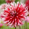 Dahlia Cactus Friquolet (Pack Of 2) -Brandt Sales Dahlia Friquolet